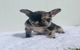 Bulldog Francés perros en venta: Cachorrita de Bulldog francés Merle blue  - Imagen 4