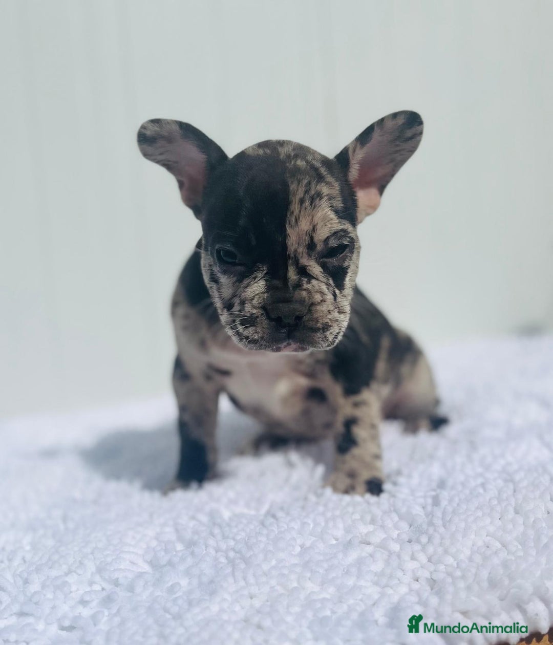 Bulldog Francés perros en venta: Cachorrita de Bulldog francés Merle blue  - Imagen 4
