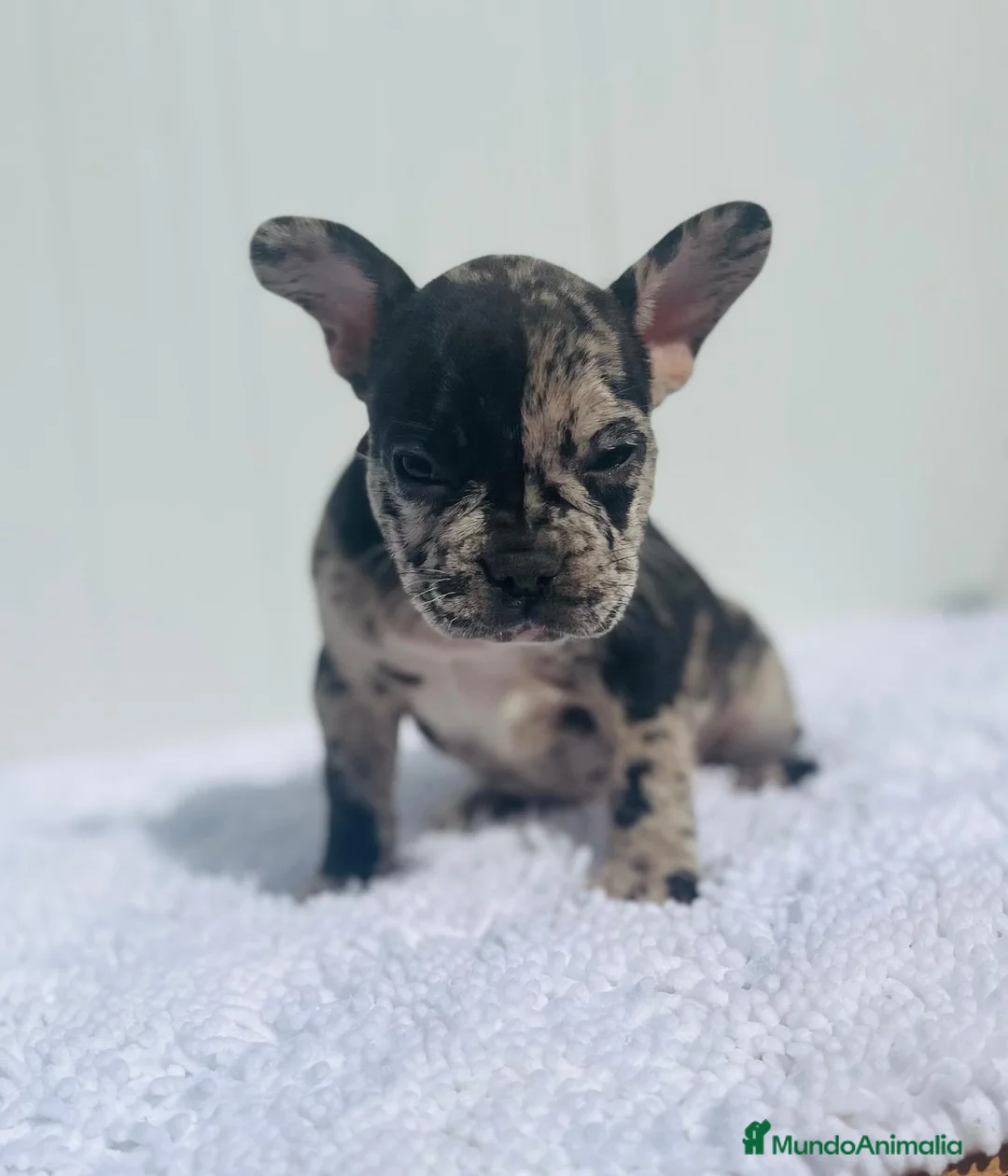 Bulldog Francés perros en venta: Cachorrita de Bulldog francés Merle blue  - Anuncio 4