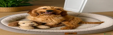 Cockapoo 1