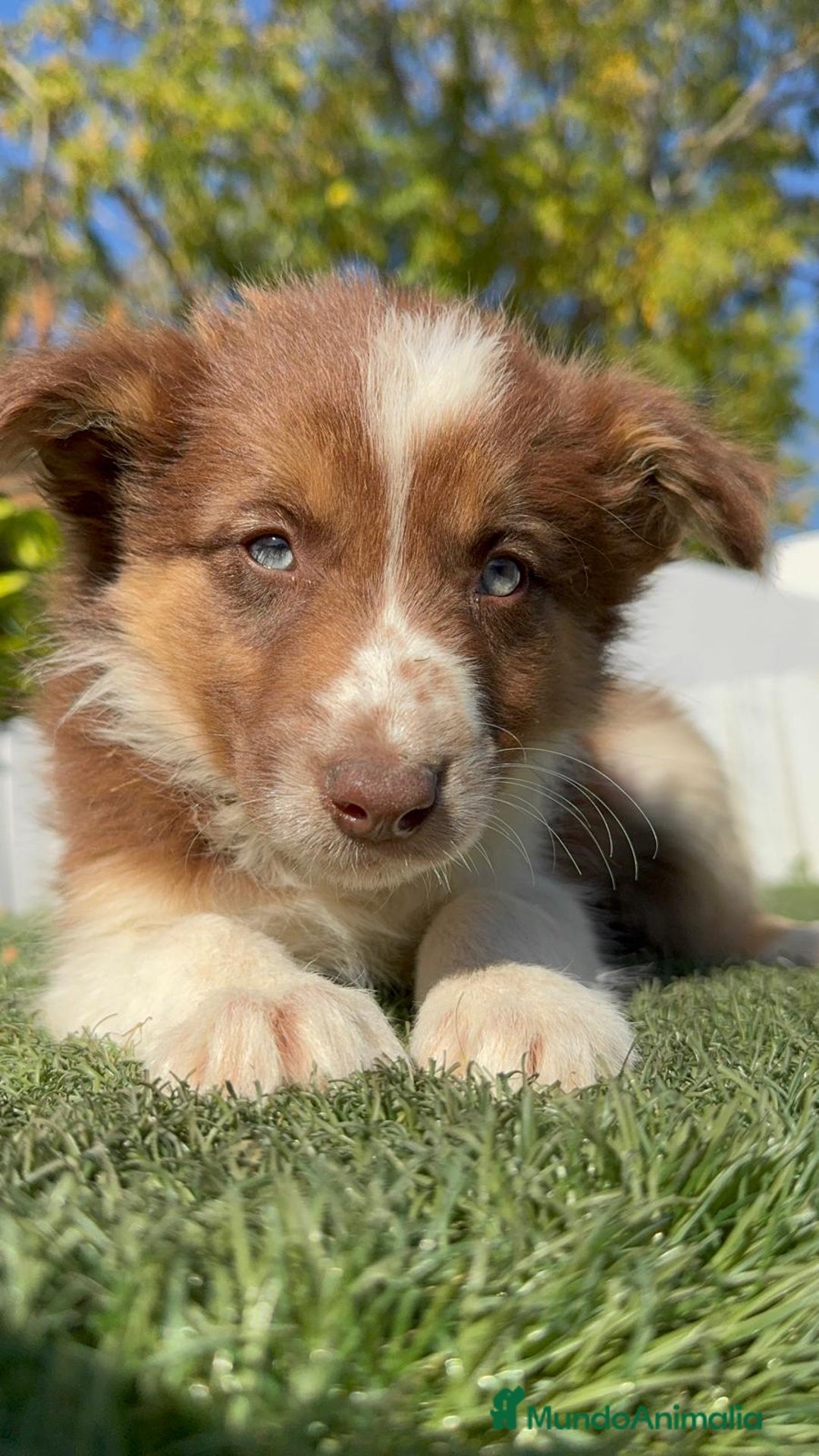 Border Collie perros en venta: BORDER COLLIE HEMBRA - Anuncio 4