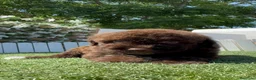 Perro de Agua Español perros en venta: PERRO DE AGUA ESPAÑOL - Anuncio 3