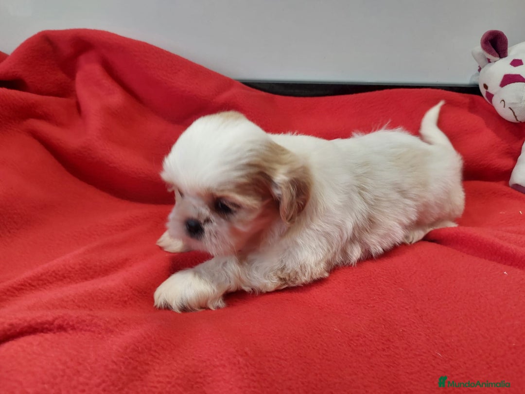 Shih Tzu perros en venta: SHIH TZU HEMBRA CALIDAD Y SELECCIÓN  - Imagen 6