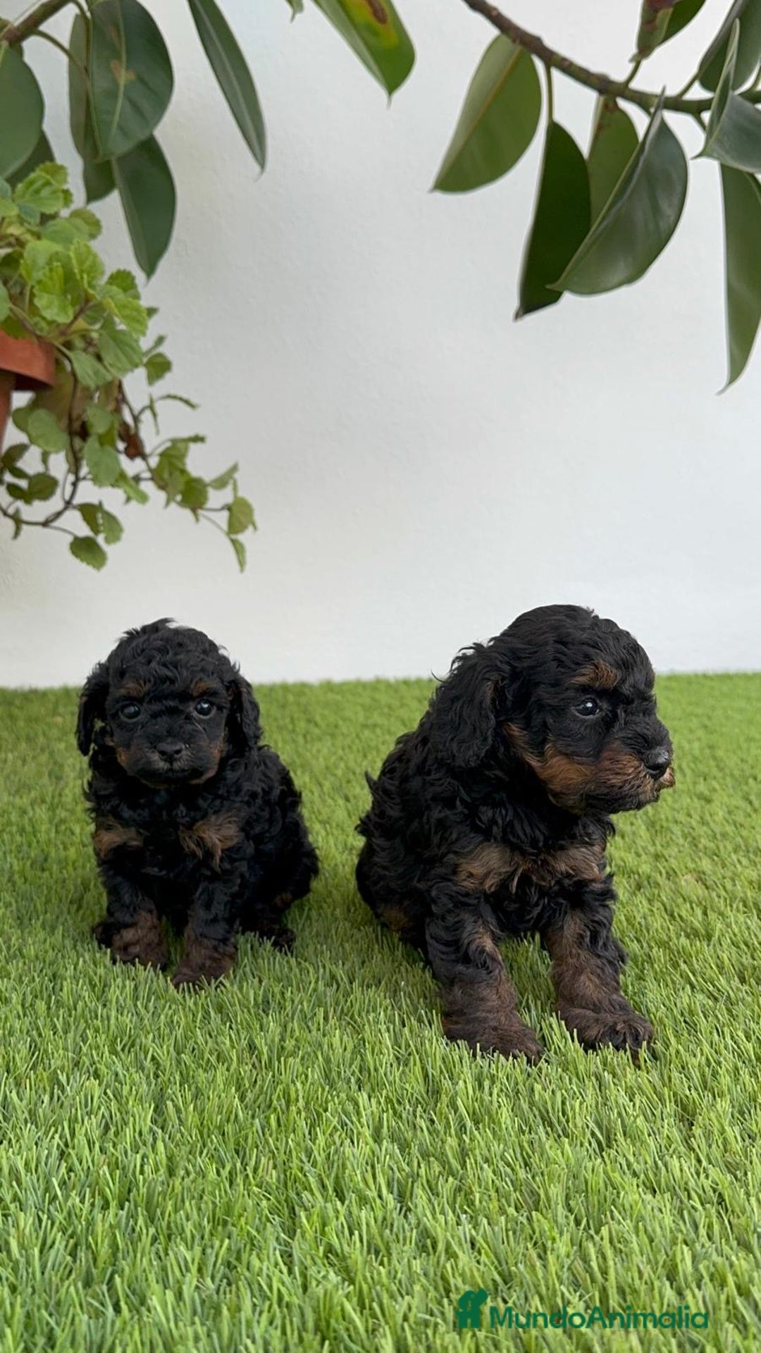 Caniche Toy perros en venta: CANICHE TOY HEMBRA - Imagen 20