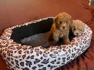 Caniche Toy perros Caniches toys - Anuncio 1