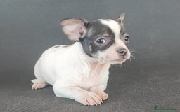 Chihuahua perros en venta: CHIHUAHUA   - Anuncio 2