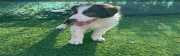 Border Collie perros en adopcion: Border collie - Anuncio 7