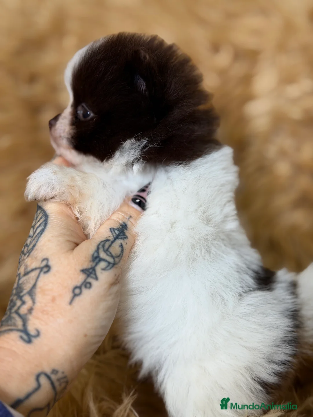 Pomerania perros en venta: Pomerania Minitoy  - Anuncio 2
