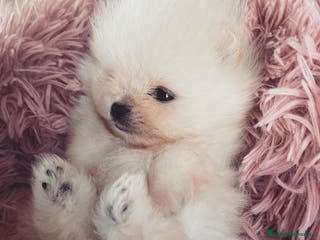 Pomerania perros POMERANIAS AUTENTICOS en Málaga - Anuncio 3