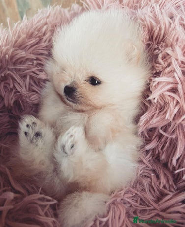Pomerania perros en Málaga - Anuncio 7