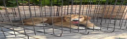 Pastor de Asia Central perros en venta: Cachorra de Alabai  - Anuncio 4