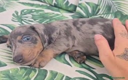 Teckel perros en venta: Preciosos teckel kaninchen y varias razas  - Imagen 1