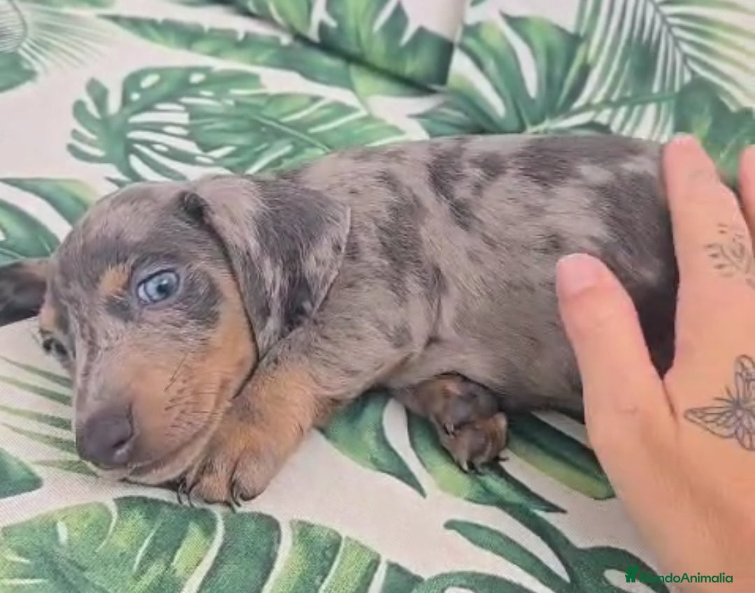 Teckel perros en venta: Preciosos teckel kaninchen y varias razas  - Imagen 1