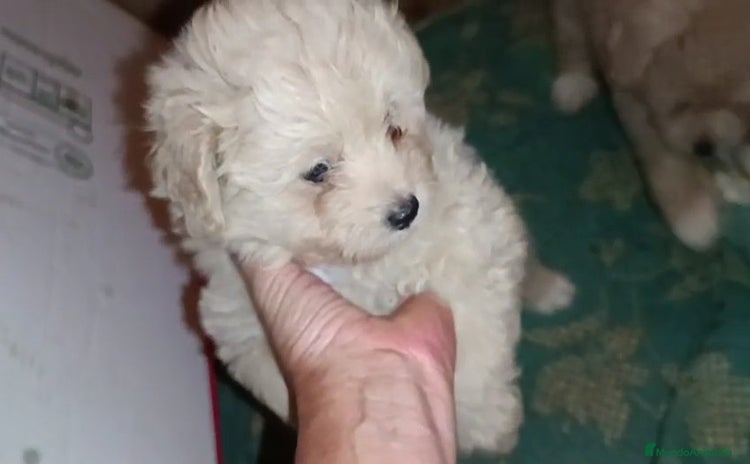 Caniche Toy perros en Murcia - Propaganda 7