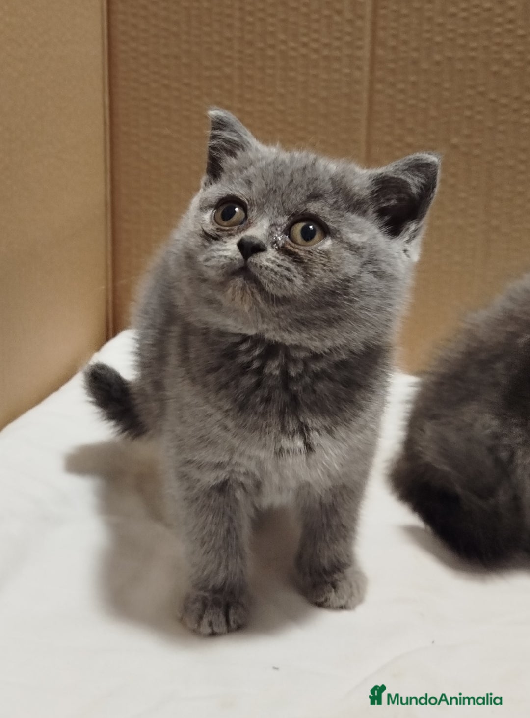 Británico de Pelo Corto gatos en venta: British Shorthair  - Imagen 13