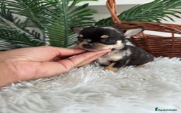 Chihuahua perros en venta: CHIHUAHUA MERLE HEMBRA - Imagen 4