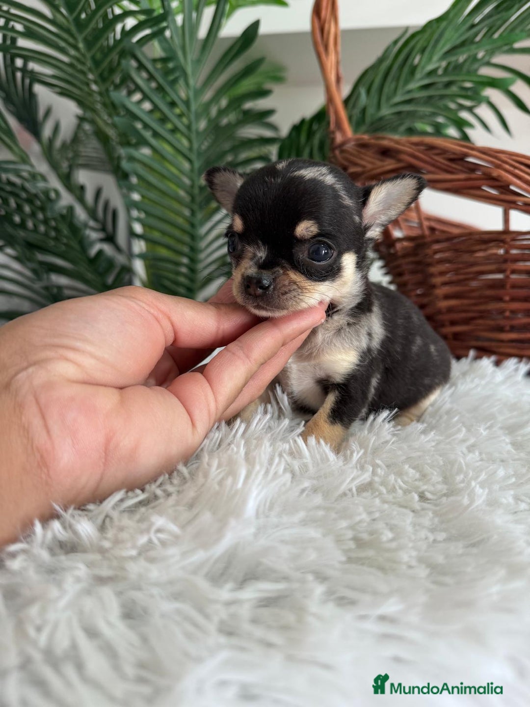 Chihuahua perros en venta: CHIHUAHUA MERLE HEMBRA - Imagen 4