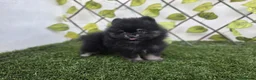 Pomerania perros en venta: LULU DE POMERANIA - Anuncio 4