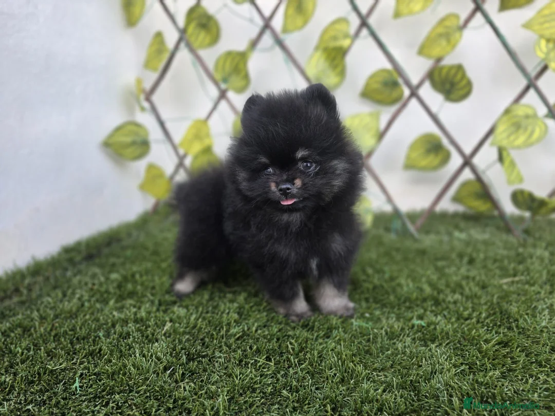 Pomerania perros en venta: LULU DE POMERANIA - Anuncio 4