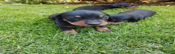 Teckel Miniatura perros en venta: Cacharros de teckel miniatura  - Anuncio 6