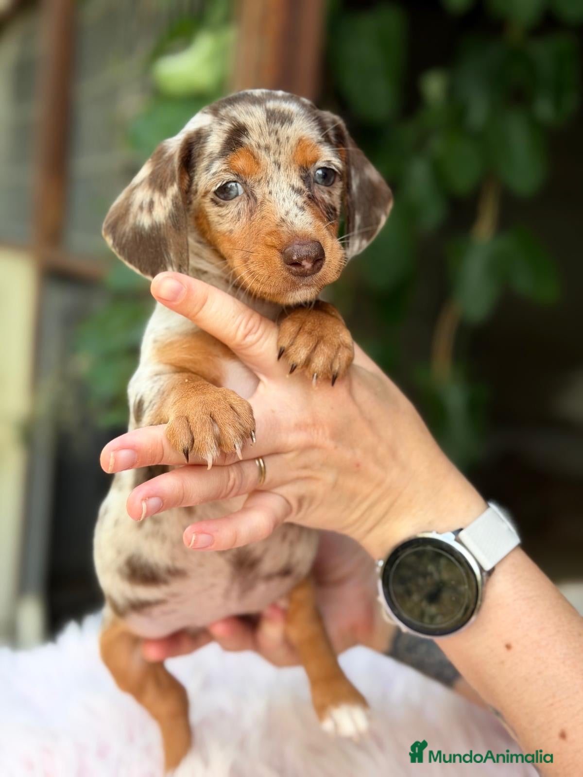 Teckel Miniatura perros TECKEL MINIATURA EXÓTICOS  - Anuncio 1