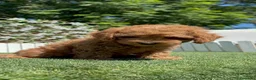 Caniche Toy perros en venta: CANICHE TOY-LISTO PARA ENTREGAR - Anuncio 10
