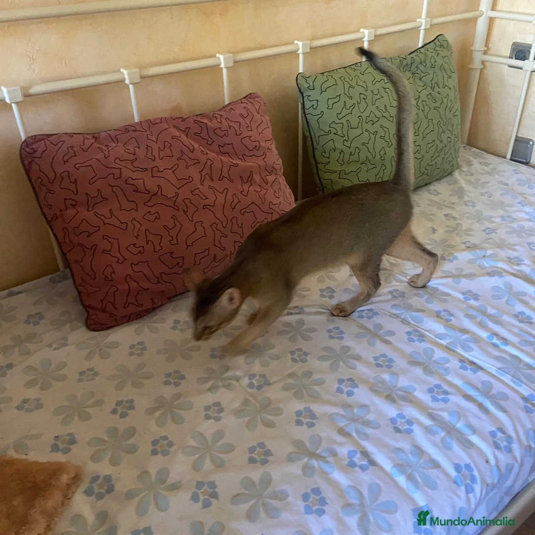 Abisinio gatos en venta: Abisinio Macho de Santa 4179 - AQUANATURA en Barcelona - Anuncio 4