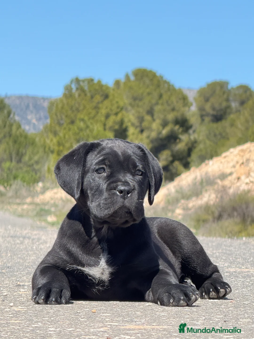 Cane Corso perros en venta: Cachorros de Cane Corso  - Anuncio 2