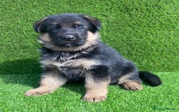 Pastor Alemán perros en venta: Cachorros de pastor alemán  en Salamanca - Imagen 11