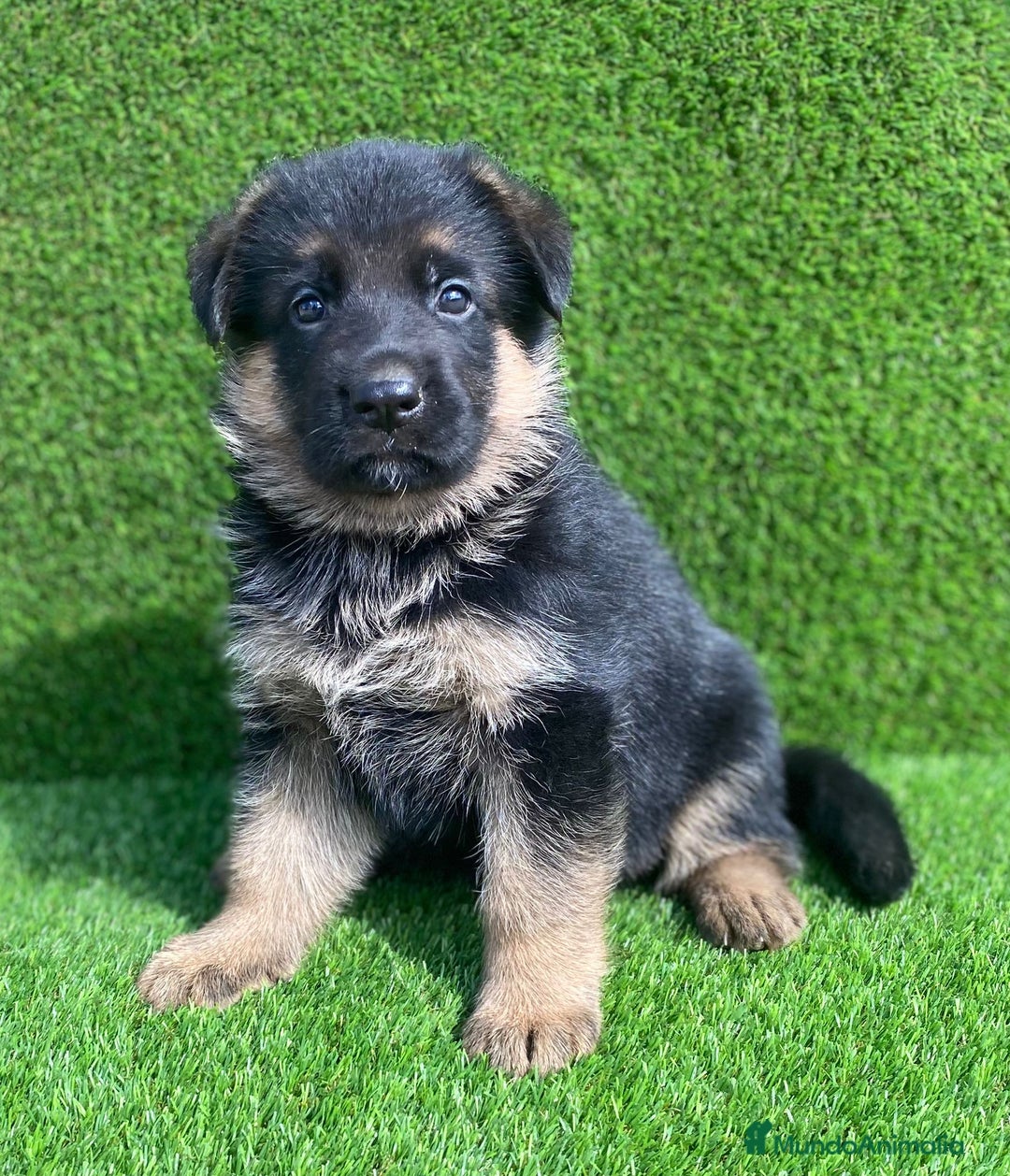 Pastor Alemán perros en venta: Cachorros de pastor alemán  en Salamanca - Imagen 11