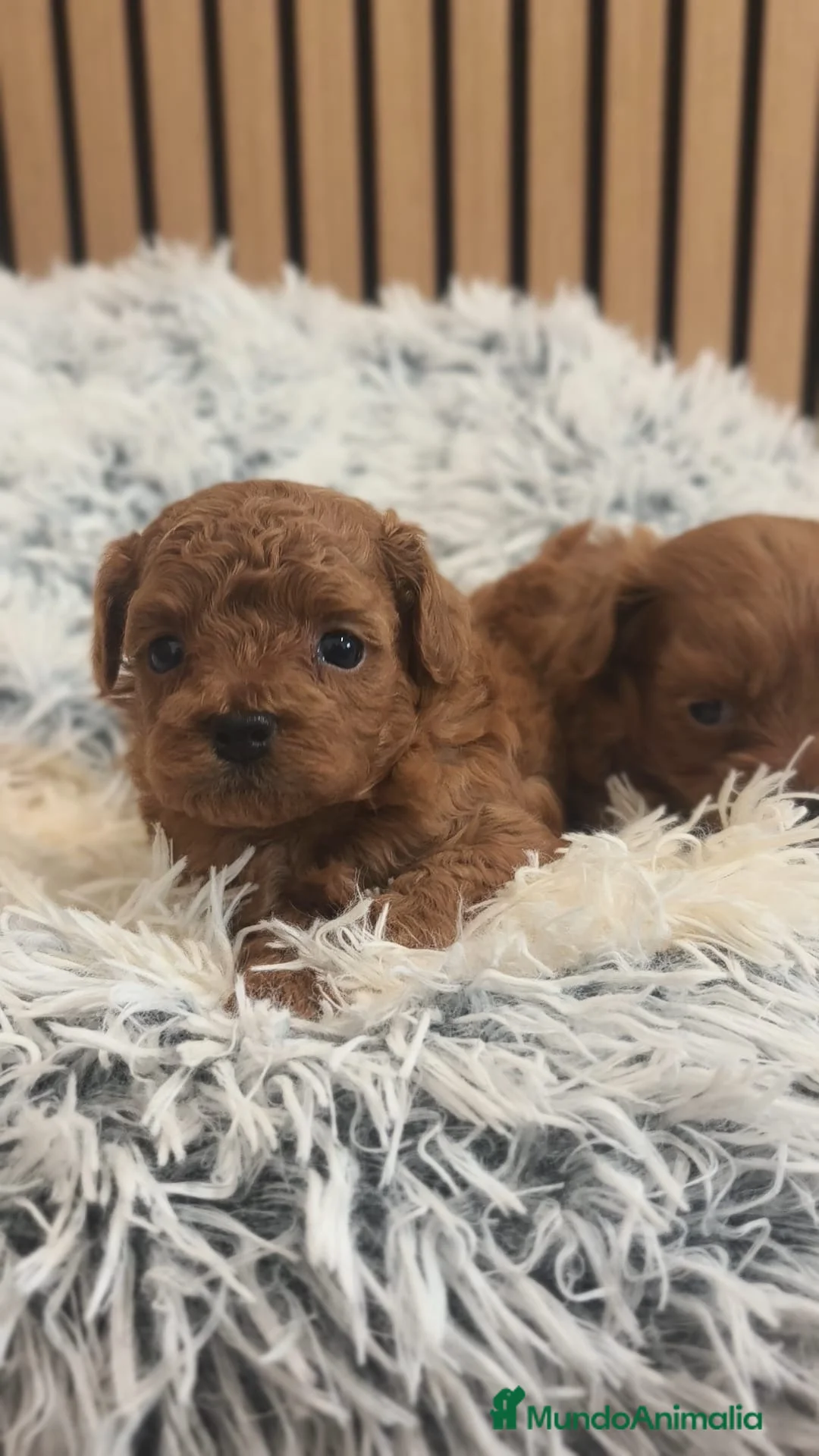 Maltipoo perros en venta: Maltipoo  - Anuncio 2