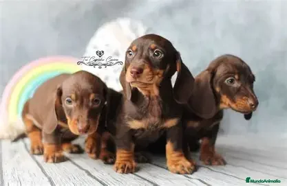 Teckel perros CACHORRO TECKEL CHOCOLATE  - Anuncio 1