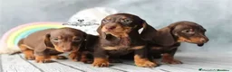 Teckel perros en venta: CACHORRO TECKEL CHOCOLATE  - Anuncio 1