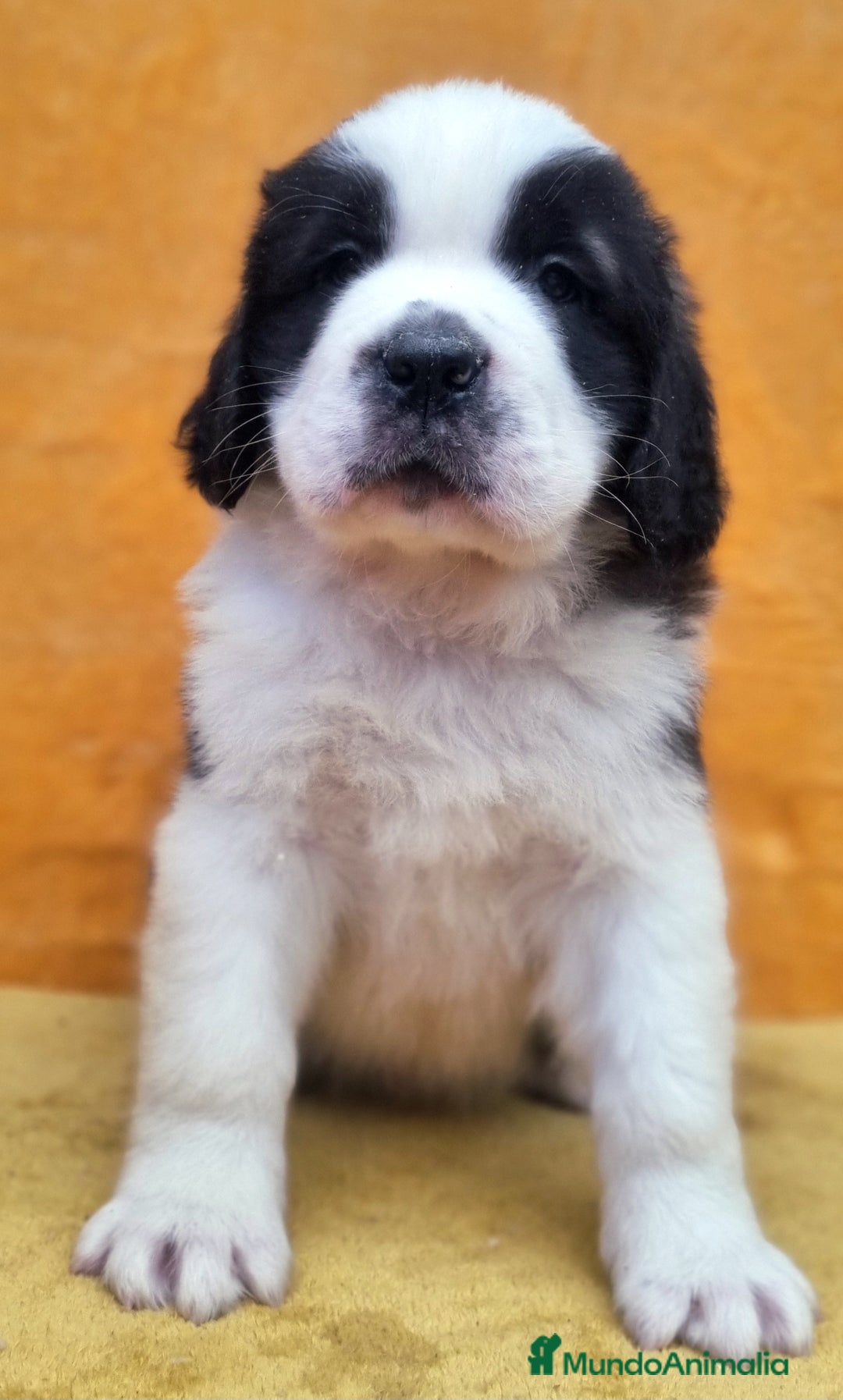 San Bernardo perros en venta: San bernardos. CACHORROS DISPONIBLES - Anuncio 1