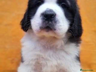 San Bernardo perros San bernardos. CACHORROS DISPONIBLES - Anuncio 33