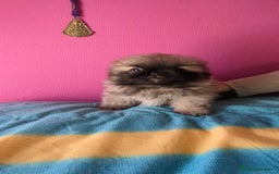 Pekinés perros en venta: Pekines imperial  - Imagen 2