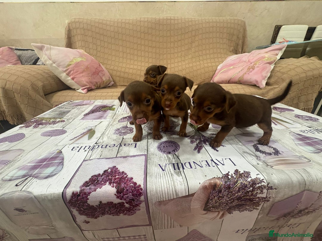 Pinscher Miniatura perros en venta: Pinscher miniatura chocolate  - Imagen 16