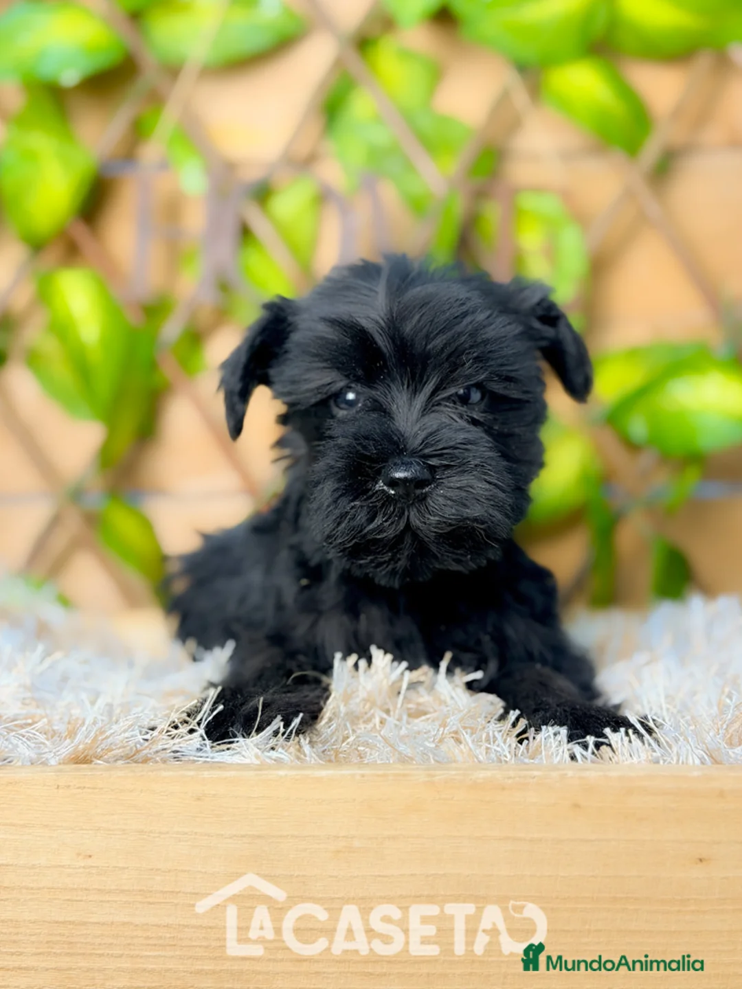 Schnauzer Miniatura perros en venta: Camada de Niki  - Anuncio 6