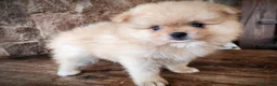 Pomerania perros en venta: Pomerania precio real - Anuncio 2