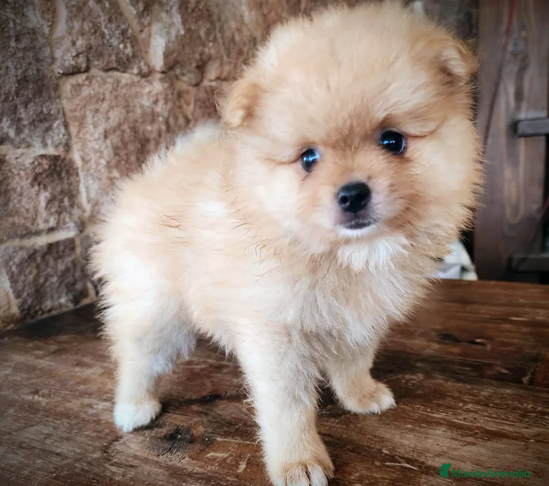 Pomerania perros en venta: Pomerania precio real - Anuncio 2