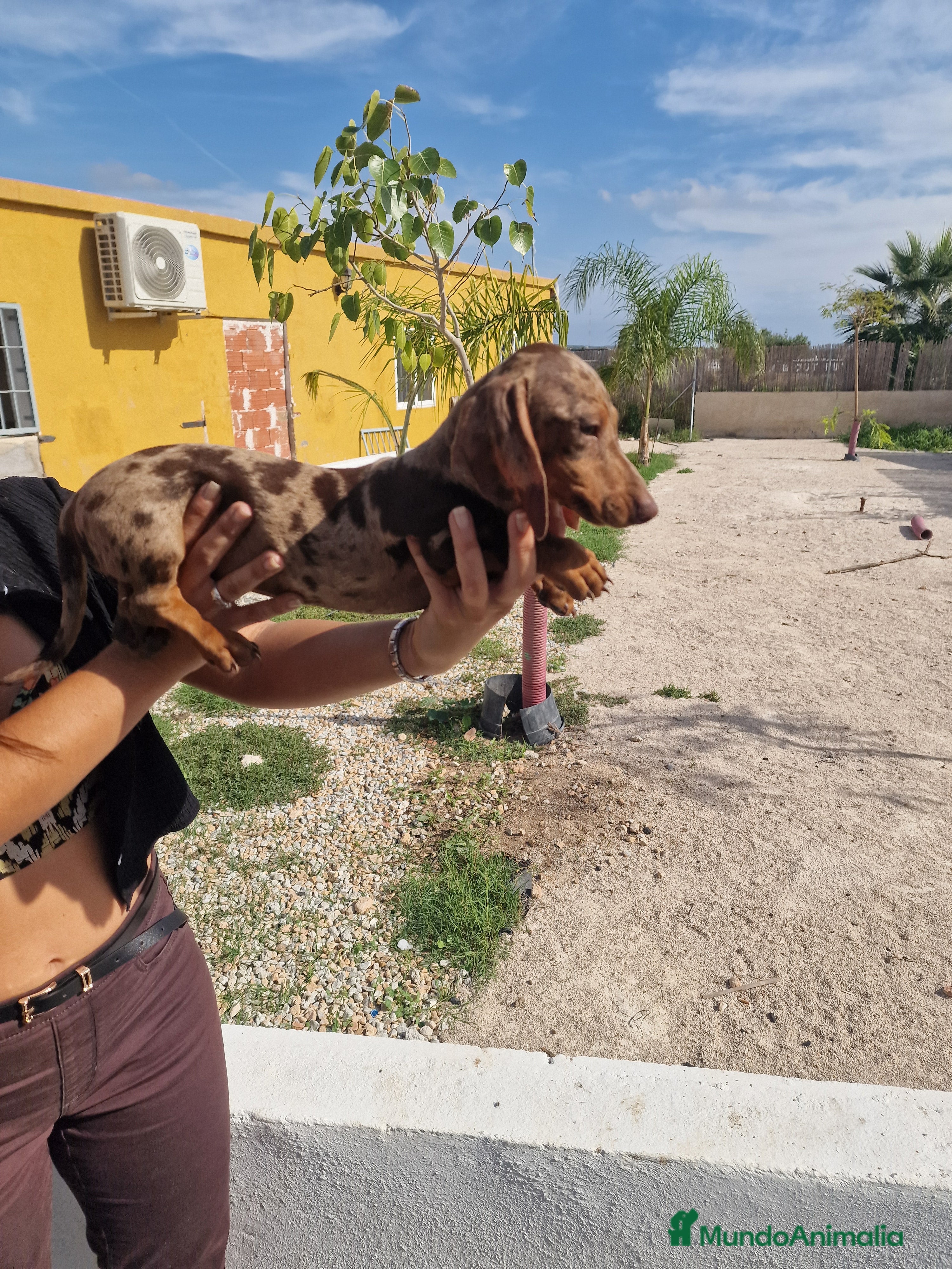 Teckel perros Arlequín chocolate precio real  - Anuncio 18