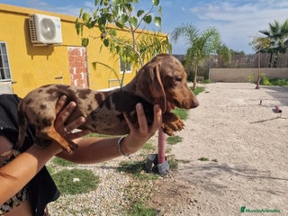 Teckel perros - Anuncio 5