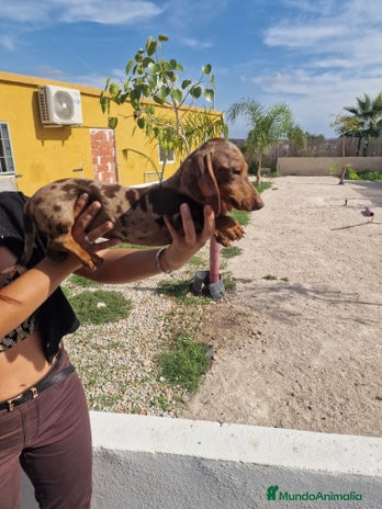 Teckel perros - Anuncio 2