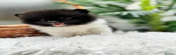 Pomerania perros en venta: POMERANIA - Anuncio 10