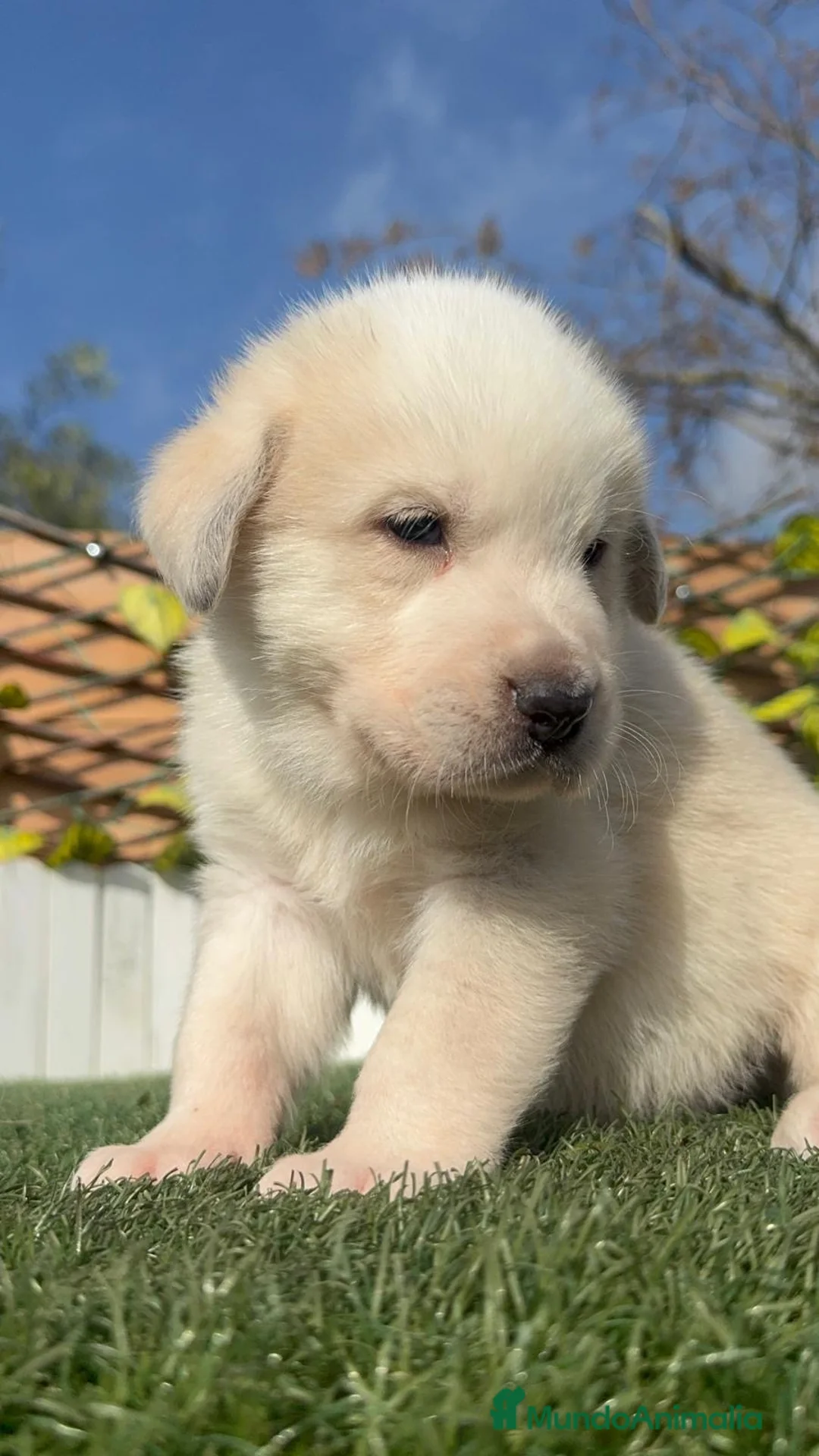 Mastín Español perros en venta: MASTIN ESPAÑOL - Anuncio 2