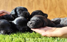 Labradoodle perros en venta: Labradoodle  - Imagen 2