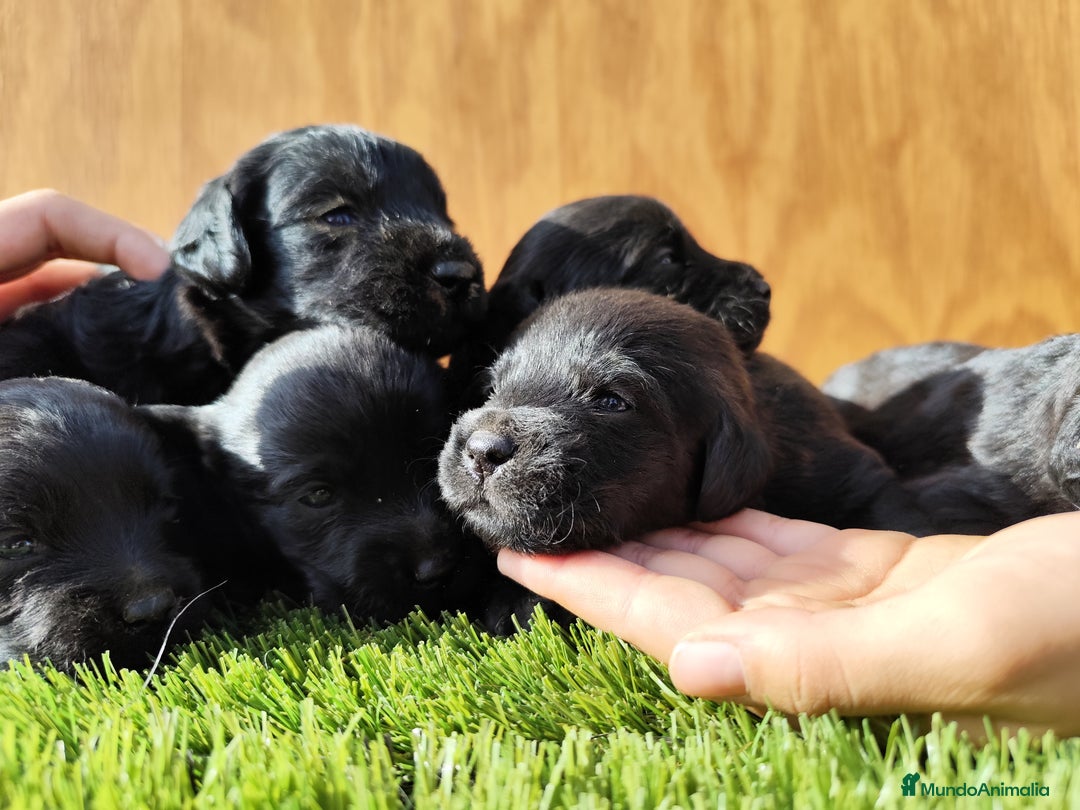 Labradoodle perros en venta: Labradoodle  - Imagen 2