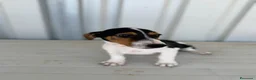 Jack Russell Terrier perros en venta: Disponible Macho de Jack Russell  - Anuncio 3