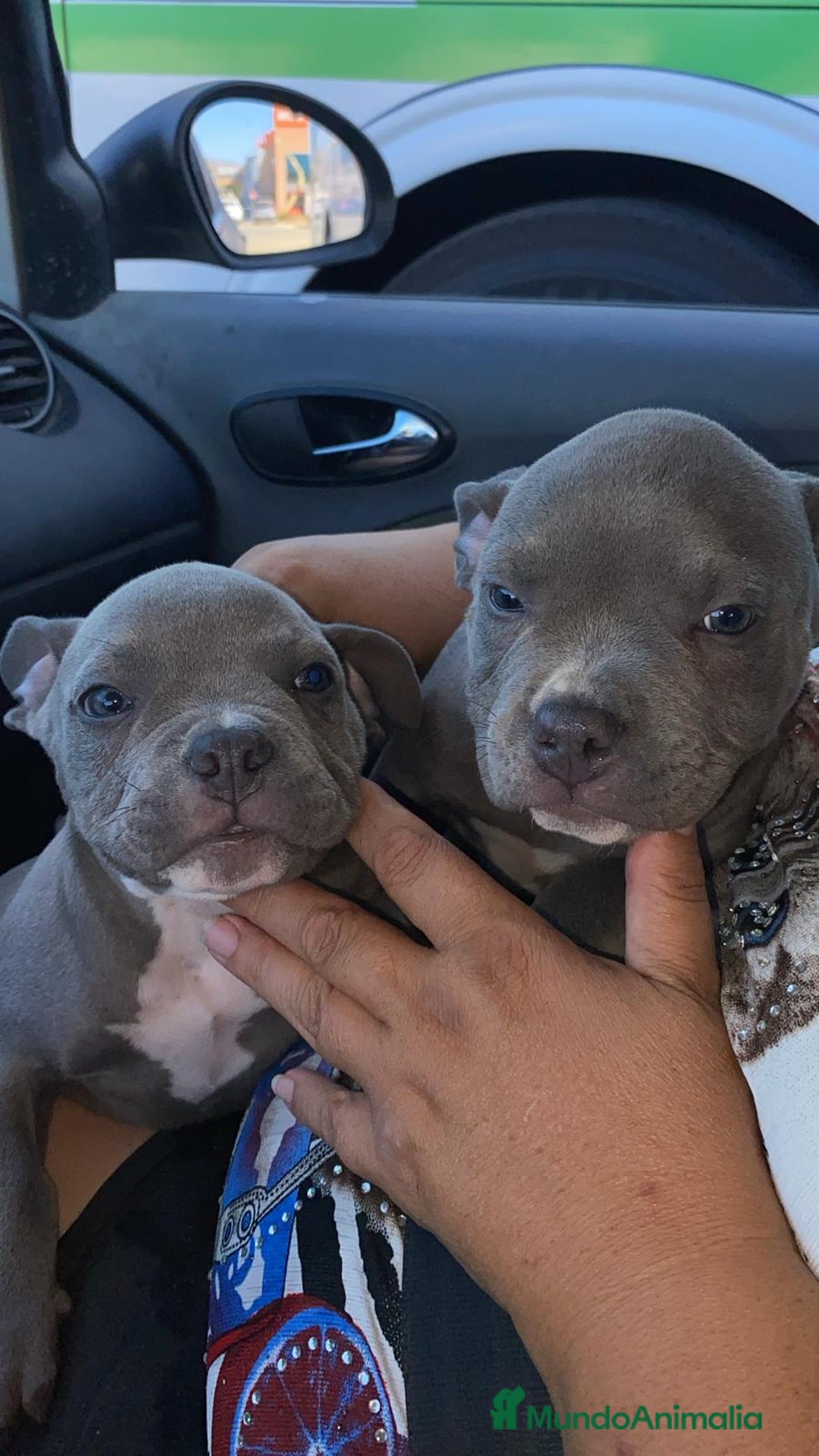 American Bully perros en venta: American Bully Macho - Imagen 7