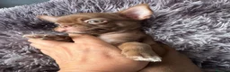 Chihuahua perros en venta: Chihuahua chocolate 🍫  - Anuncio 4